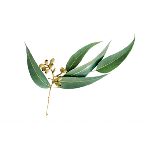 Eucalyptus radié – Eucalyptus radiata ssp radiata – Bio